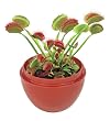 Fly Trap Fiends Micro Terrarium - DuneCraft