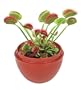 Fly Trap Fiends Micro Terrarium - DuneCraft