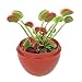 Fly Trap Fiends Micro Terrarium - DuneCraft