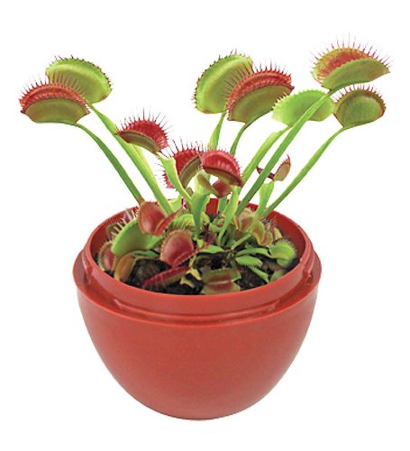 Micro-Terrariums - Fly Trap Fiends