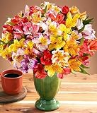 100 Blooms of Peruvian Lilies