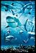 Sharks Poster Infested + MDF-Rahmen, schwarz von The Sharks - alle Infos