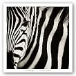 Camouflage I by Susann Parker 24"x24" Art Print Poster