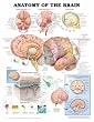 Anatomy of the Brain Anatomical Chart Laminated