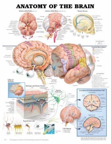 Anatomy of the Brain Anatomical Chart Laminated