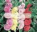 HOLLYHOCK CHATER'S DOUBLE MIX Alcea Rosea --- 10 Flower Seeds