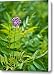 Purple Flower and Seed Head Canvas Print / Canvas Art - Artist Douglas Barnett
