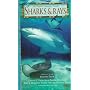 Sharks & Rays (Nature Company Guides)