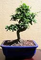 LOUSBONSAINURSERY IMPORTED FUKIEN TEA BONSAI TREE (INDOOR)