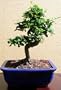 LOUSBONSAINURSERY IMPORTED FUKIEN TEA BONSAI TREE (INDOOR)