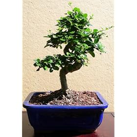 LOUSBONSAINURSERY IMPORTED FUKIEN TEA BONSAI TREE (INDOOR)