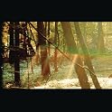 MP3 Download