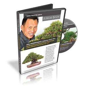 Bonsai Training Video. FALL MAINTENANCE: Japanese Black Pine by 