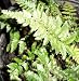 4-7 LIVE ROOTED FRONDS LEATHERLEAF FERN RUMOHRA ADIANTIFORMIS