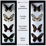 Real Butterfly Art with 5 Framed Butterflies in Black Wood Frame