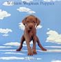 William Wegman Puppies 2003 Wall Calendar