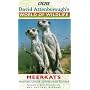 David Attenborough's World Of Wildlife 9 - Meerkats United / Meerkats Divided