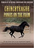 Chincoteague Ponies On The Farm