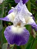 Clarence German Bearded Iris - Potted - Rebloomer