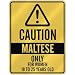 maltese6  - CAUTION MALTESE ONLY FOR WOMEN 18 TO 25
