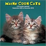 Maine Coon Cats 2010 Wall Calendar