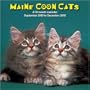 Maine Coon Cats 2010 Wall Calendar