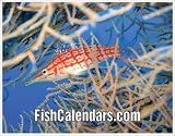2010 Ocean Fish & Nudibranch Calendar