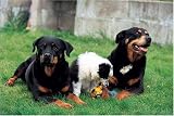 500 Piece Rottweilers Jigsaw Puzzle