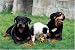 500 Piece Rottweilers Jigsaw Puzzle