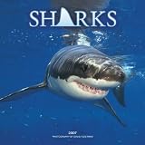 Sharks 2007 Wall Calendar