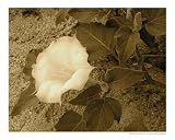 Alone in the World Scenic Poster Print by Diane Bronstein, 10x8