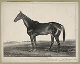 2.75 inch x 2 inch (7.5 x 5cm) Acrylic Fridge Magnet Horse Racing and Trotting Wild Irishman Vintage Image
