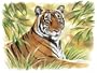 Artists Collection Watercolor Paint By Number Kit 14"x16"-tiger