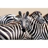 Poster 60 x 40 cm - "Zebra Portr�t 2" von Alf Drosdziok - auch in anderen Gr��en und als Leinwandbild erh�ltlichvon "POSTERLOUNGE"
