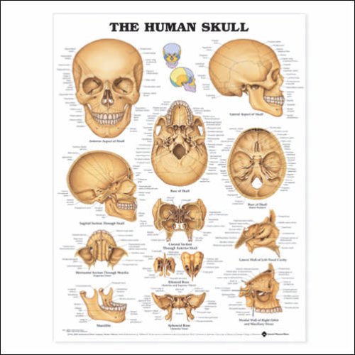 Buy The Human Skull Anatomical Chart 20″ X 26″ Laminated