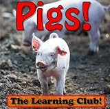 Pigs! Learn About Pigs And Learn To Read - The Learning Club! (45+ Photos of Pigs)