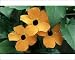 Photographic Prints of ME-1394 Black-eyed Susan Vine from Ardea Wildlife Pets