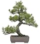 Brussel's Black Pine Specimen Tree