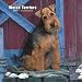 Welsh Terriers 2007 Calendar