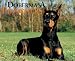 Just Doberman Pinschers 2005 Calendar
