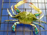 Gorgeous Hand Painted Blue Crab Pair 10