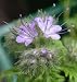 300 PURPLE TANSY Lacy Fiddleneck Phacelia Flower Seeds