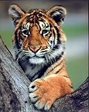 TIGER CUB HANGING IN TREE WILD BABY POSTER ART PRINT