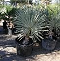 Bismarkia Nobilis(silver) Bismarck Palm - 100 Seeds