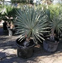 Bismarkia Nobilis(silver) Bismarck Palm - 1000 Seeds