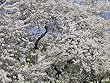 Cherry Blossom Season in Washington, D.C. Photograph - Beautiful 16x20-inch Photographic Print by Carol M. Highsmith