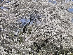 Cherry Blossom Season in Washington, D.C. Photograph - Beautiful 16"x20" Photographic Print by Carol M. Highsmith