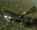Fighter Ace 3.5 Online