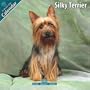 Silky Terrier 2010 Wall Calendar #10118-10