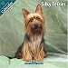 Silky Terrier 2010 Wall Calendar #10118-10